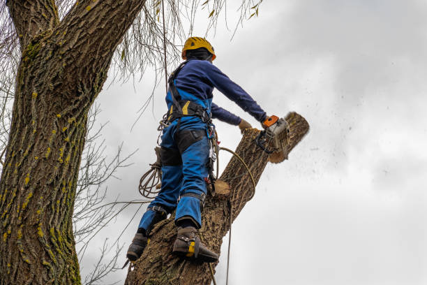 Tree Health Inspection in Kilmarnock, VA